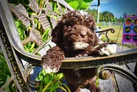 Juno-LABOR DAY SALE-TAKE $100 OFF!!!, a female Havanese and Havapoo for sale in Marshfield, MO – 3 of 9