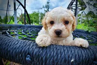 Andy, a male Havanese and Poodle - Toy  for sale in Marshfield, MO – 2 of 9