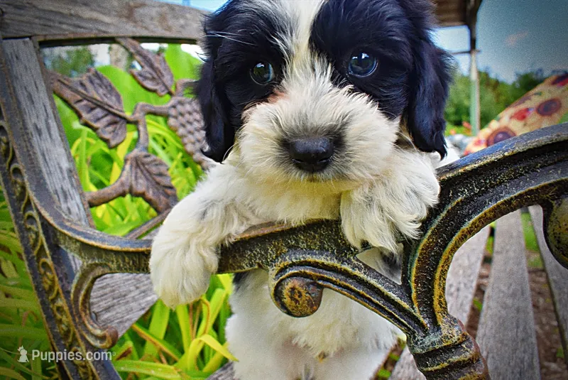 Shadow-SUMMER SALE!!  $100 off listed price!! – Havanese, Poodle - Toy  puppy for sale in Marshfield, MO