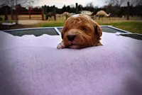 Muffin, a female Havanese and Poodle - Toy  for sale in Marshfield, MO – Photo 1 of 5