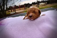 Muffin, a female Havanese and Poodle - Toy  for sale in Marshfield, MO – Photo 3 of 5