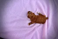 Muffin, a female Havanese and Poodle - Toy  for sale in Marshfield, MO – Photo 5 of 5