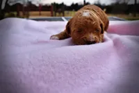 Muffin, a female Havanese and Poodle - Toy  for sale in Marshfield, MO – Photo 2 of 5