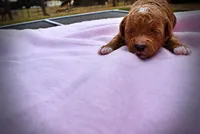 Muffin, a female Havanese and Poodle - Toy  for sale in Marshfield, MO – Photo 4 of 5