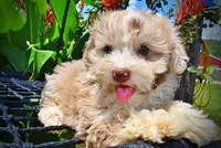 Espresso, a male Havanese and Poodle - Toy  for sale in Marshfield, MO – 2 of 10