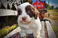 Nabisco, a male Havapoo for sale in Marshfield, MO – 3 of 10
