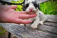 Skye, a female Havanese and Poodle - Toy  for sale in Marshfield, MO – 2 of 9