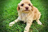 Ajax, a male Havanese and Poodle - Toy  for sale in Marshfield, MO – 7 of 8