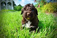 Hannah, a female Havanese and Poodle - Toy  for sale in Marshfield, MO – 6 of 10