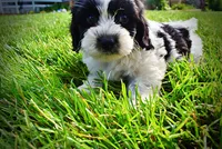 Shadow-SUMMER SALE!!  $100 off listed price!!, a male Havanese and Poodle - Toy  for sale in Marshfield, MO – 2 of 6