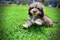 Fancy, a female Havanese and Poodle - Toy  for sale in Marshfield, MO – 6 of 10