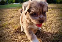 Marbles, a female Havapoo for sale in Marshfield, MO – 9 of 10