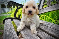 Avalon, a female Havanese and Poodle - Toy  for sale in Marshfield, MO – 6 of 10
