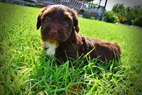 Hershey, a male Havanese and Poodle - Toy  for sale in Marshfield, MO – 7 of 10