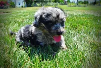 Indy, a male Havanese and Poodle - Toy  for sale in Marshfield, MO – 6 of 10