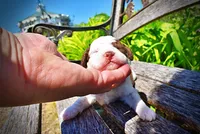 Rico, a male Havanese and Poodle - Toy  for sale in Marshfield, MO – Photo 3 of 7
