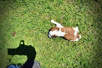 Rico, a male Havanese and Poodle - Toy  for sale in Marshfield, MO – Photo 5 of 7