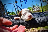 Rico, a male Havanese and Poodle - Toy  for sale in Marshfield, MO – Photo 2 of 7
