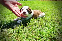 Rico, a male Havanese and Poodle - Toy  for sale in Marshfield, MO – Photo 6 of 7