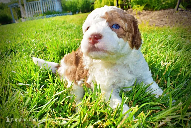 Rico – Havanese, Poodle - Toy  puppy for sale in Marshfield, MO