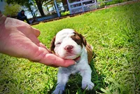 Rico, a male Havanese and Poodle - Toy  for sale in Marshfield, MO – Photo 1 of 7