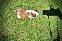 Rico, a male Havanese and Poodle - Toy  for sale in Marshfield, MO – Photo 7 of 7