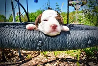 Rico, a male Havanese and Poodle - Toy  for sale in Marshfield, MO – Photo 4 of 7