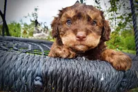Valentino, a male Havanese and Poodle - Toy  for sale in Marshfield, MO – 2 of 10