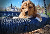 Muffin, a female Havanese and Poodle - Toy  for sale in Marshfield, MO – Photo 5 of 9