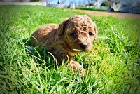 Muffin, a female Havanese and Poodle - Toy  for sale in Marshfield, MO – Photo 6 of 9