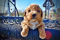 Muffin, a female Havanese and Poodle - Toy  for sale in Marshfield, MO – Photo 1 of 9