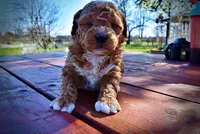 Muffin, a female Havanese and Poodle - Toy  for sale in Marshfield, MO – Photo 4 of 9