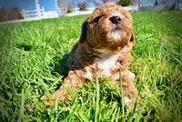 Muffin, a female Havanese and Poodle - Toy  for sale in Marshfield, MO – Photo 8 of 9
