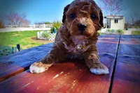 Muffin, a female Havanese and Poodle - Toy  for sale in Marshfield, MO – Photo 3 of 9