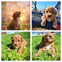 Muffin, a female Havanese and Poodle - Toy  for sale in Marshfield, MO – Photo 9 of 9