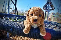 Muffin, a female Havanese and Poodle - Toy  for sale in Marshfield, MO – Photo 2 of 9