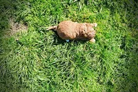 Muffin, a female Havanese and Poodle - Toy  for sale in Marshfield, MO – Photo 7 of 9