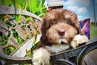 Elvira, a female Havanese and Poodle - Toy  for sale in Marshfield, MO – 3 of 10