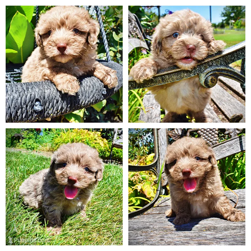 Innocent – Havanese, Poodle - Toy  puppy for sale in Marshfield, MO