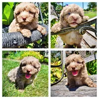 Innocent, a male Havanese and Poodle - Toy  for sale in Marshfield, MO – 1 of 10