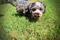 Icon-LABOR DAY SALE-TAKE $100 OFF!!!, a male Havanese and Poodle - Toy  for sale in Marshfield, MO – 10 of 10