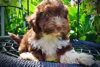 Baxter-PENDING SALE!, a male Havanese and Poodle - Toy  for sale in Marshfield, MO – 3 of 10
