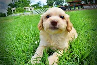 Alfie, a male Havanese and Poodle - Toy  for sale in Marshfield, MO – 2 of 7