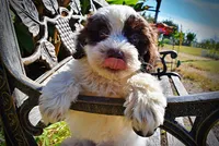 Nabisco, a male Havapoo for sale in Marshfield, MO – 2 of 10