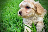Armani, a male Havanese and Poodle - Toy  for sale in Marshfield, MO – 6 of 10