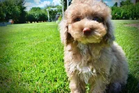 Gorgeous, a male Havanese and Poodle - Toy  for sale in Marshfield, MO – 9 of 10