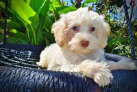 Gabby, a female Havanese and Poodle - Toy  for sale in Marshfield, MO – 3 of 10