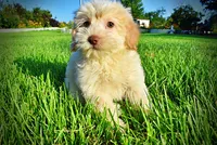 Daisy, a female Havanese and Poodle - Toy  for sale in Marshfield, MO – 5 of 10