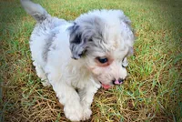 Milo, a male Havapoo for sale in Marshfield, MO – 8 of 10