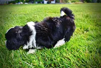 Savvy-SUMMER SALE!!  $100 off listed price!!, a female Havanese and Poodle - Toy  for sale in Marshfield, MO – 3 of 10